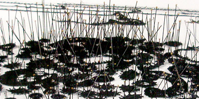 topologies v&a